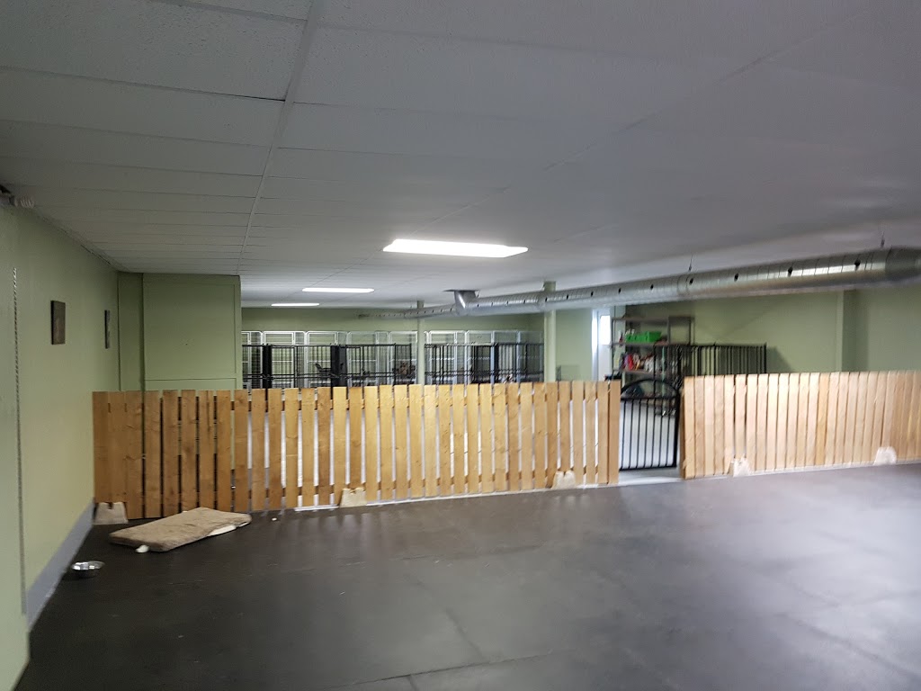 Abby Creek Kennel | 9887 Green Rd, Caistor Centre, ON L0R 1E0, Canada | Phone: (905) 332-8446