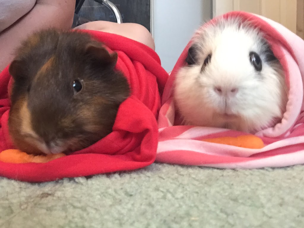 Westbridge Veterinary Hospital | 6956 Financial Dr #4, Mississauga, ON L5N 8J4, Canada | Phone: (905) 285-0002