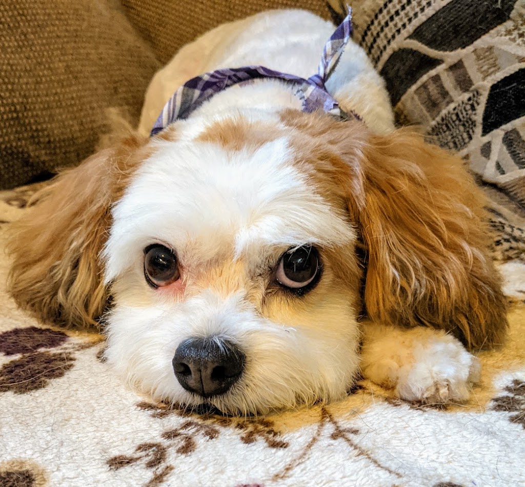 Tiny Tails | Silvan Dr, Welland, ON L3C 6C3, Canada | Phone: (289) 273-4343