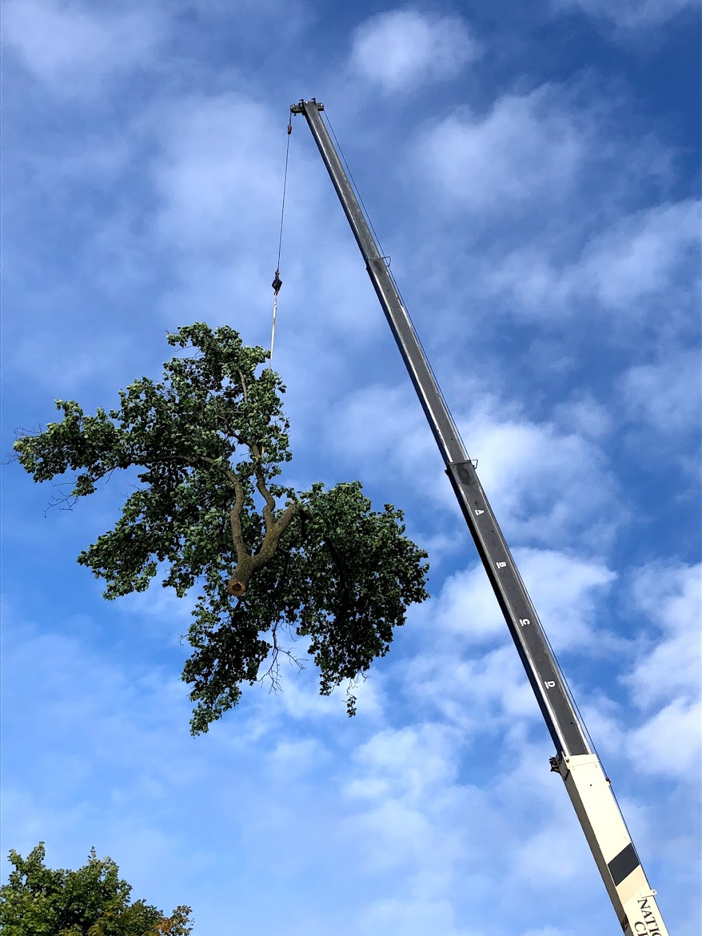 Four Seasons Expert Tree Mntnc | 907515 Twp Rd, Ayr, ON N0B 1E0, Canada | Phone: (519) 632-7771