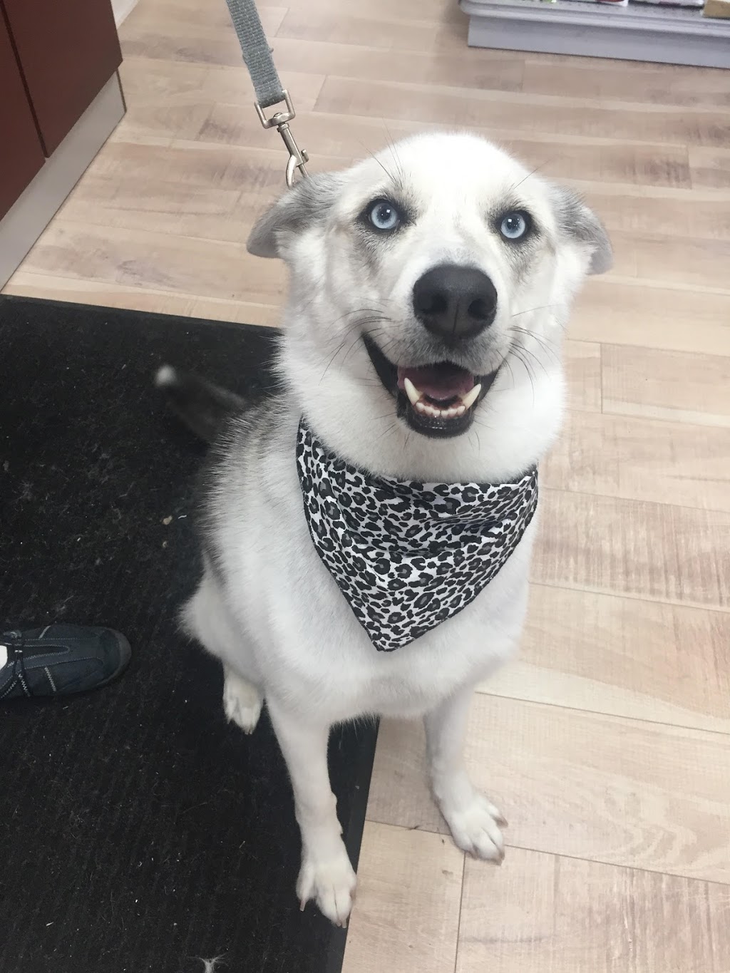 Inglewood Pet Food and Boutique 15352 Hurontario St, Caledon, ON L7C