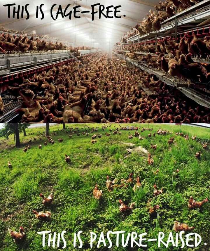 Heidis Organic Homestead | 229 Cowling Rd, Roseneath, ON K0K 2X0, Canada | Phone: (905) 207-4169