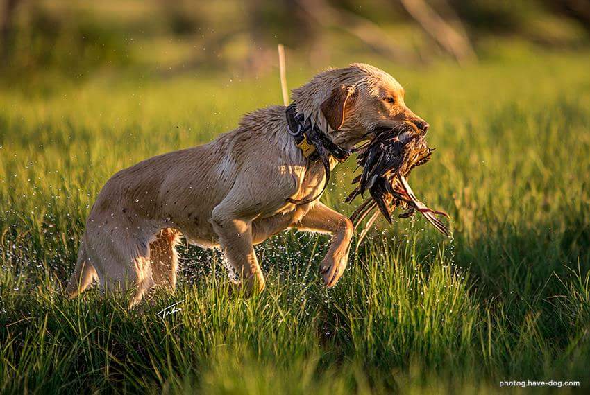 Ultimategundog | RR270, Cayley, AB T0L 0P0, Canada | Phone: (403) 422-4883