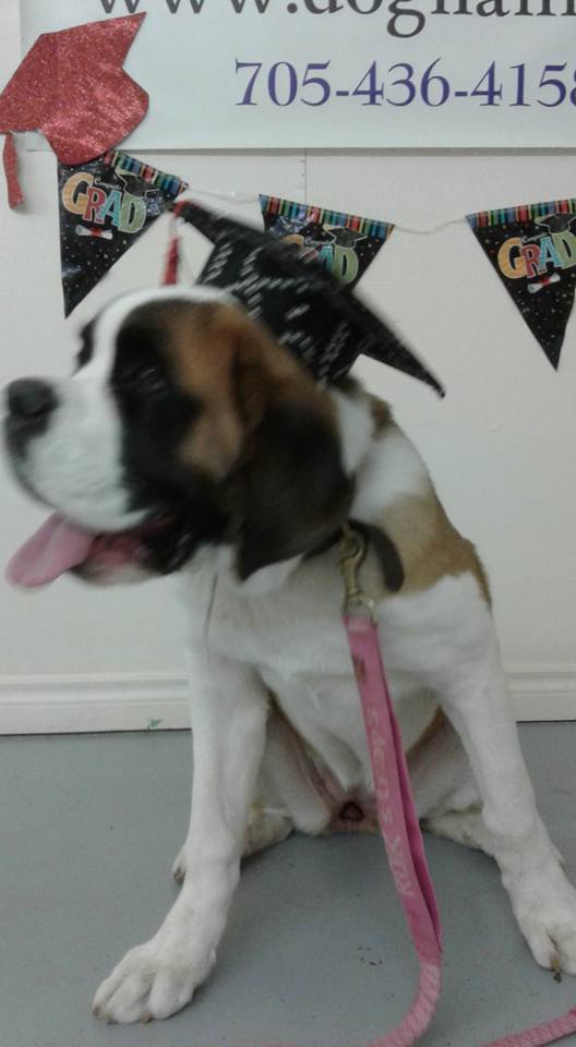 The Dog Nanny Canine Training Academy | 1963 Innisfil Beach Rd, Innisfil, ON L9S 4B4, Canada | Phone: (705) 436-4158