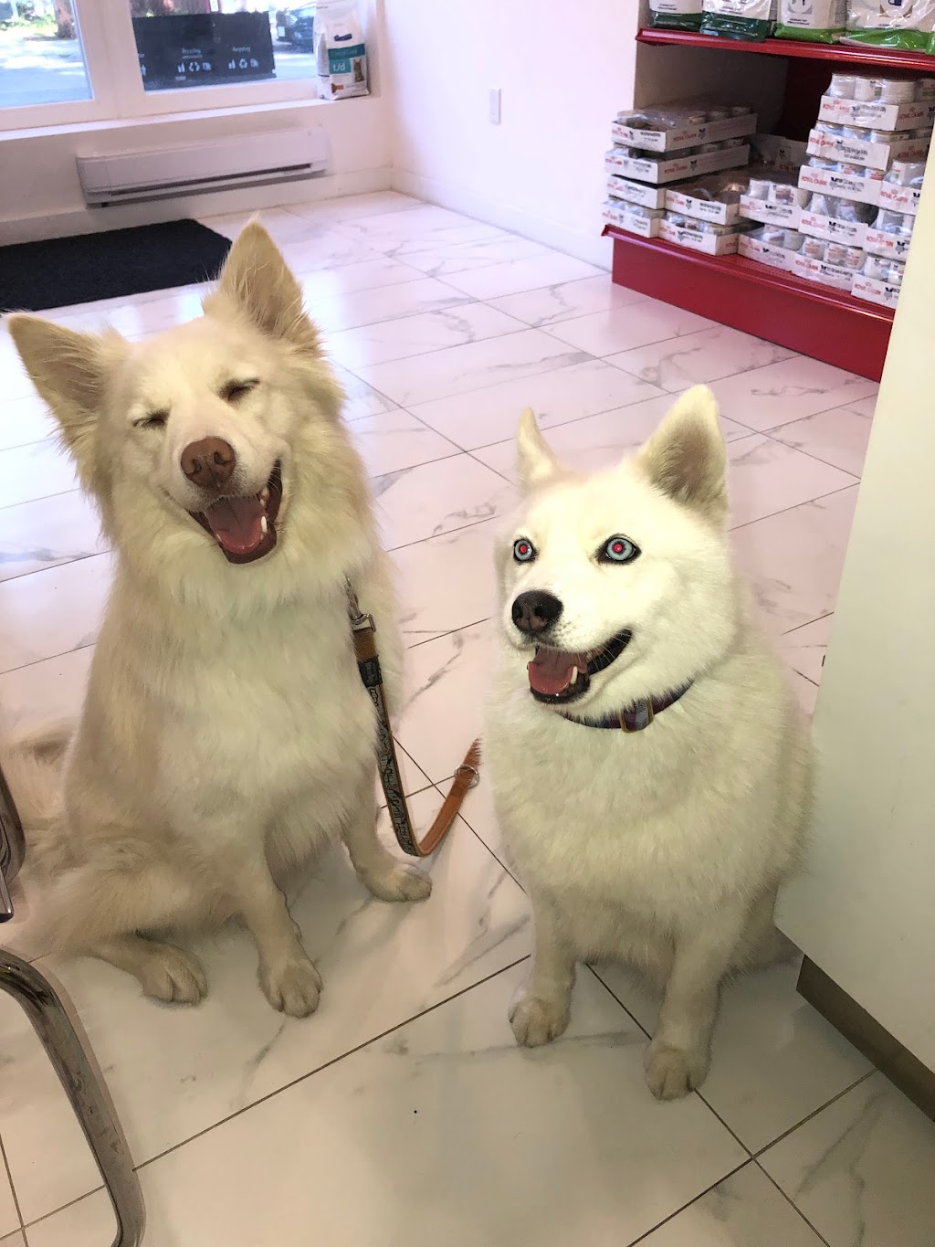 Toronto North Animal Hospital | 317 Sheppard Ave E, North York, ON M2N 3B3, Canada | Phone: (416) 546-7493