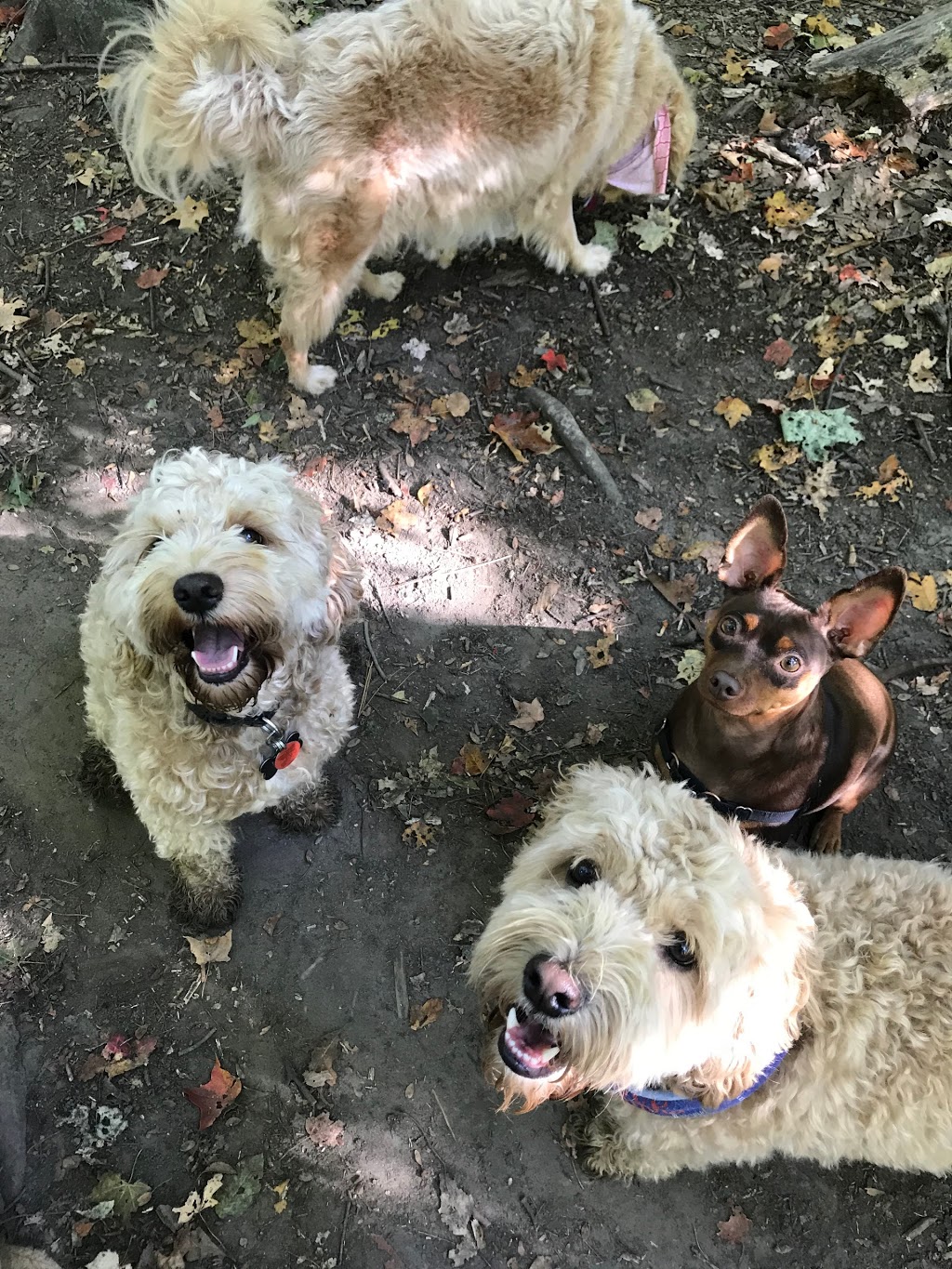 Puppy Dog Trails | 1358 Odessa Crescent, Oakville, ON L6H 1R8, Canada | Phone: (647) 376-7832
