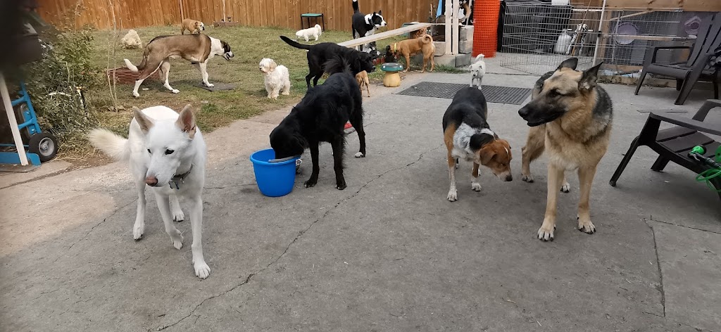 Wildsands Petcare & training | 321 61 Ave SW, Calgary, AB T2H 2W7, Canada | Phone: (403) 816-3192