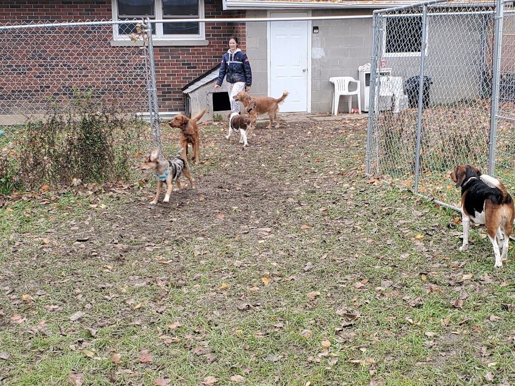 Little Britain Doggy Daycare | 950 Little Britain Rd, Little Britain, ON K0M 2C0, Canada | Phone: (647) 971-8770