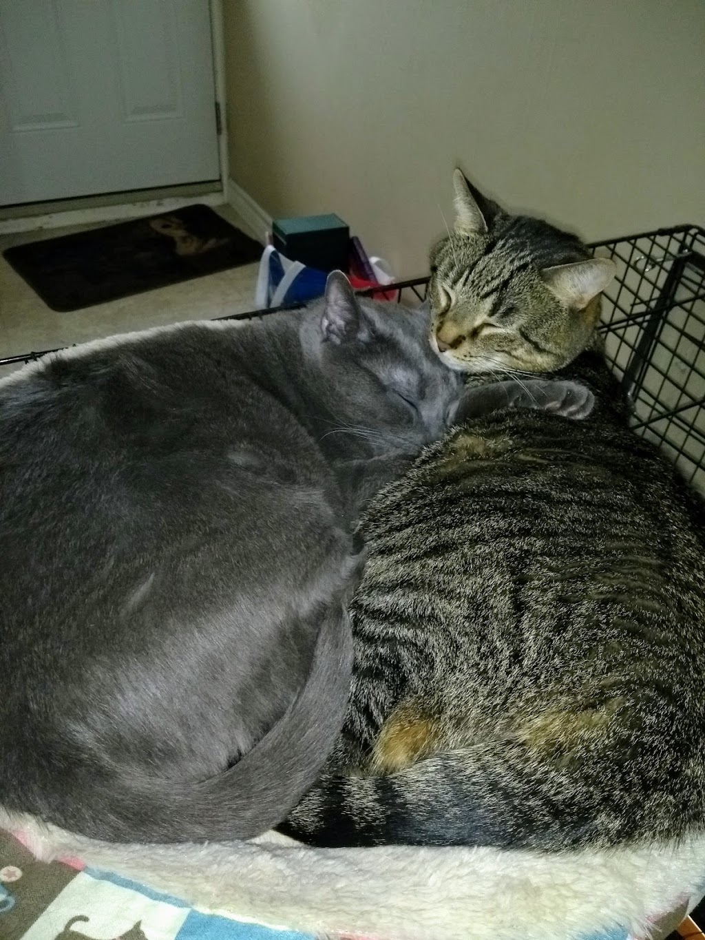 Western Animal Clinic | 455 Wharncliffe Rd S, London, ON N6J 2M8, Canada | Phone: (519) 672-1210