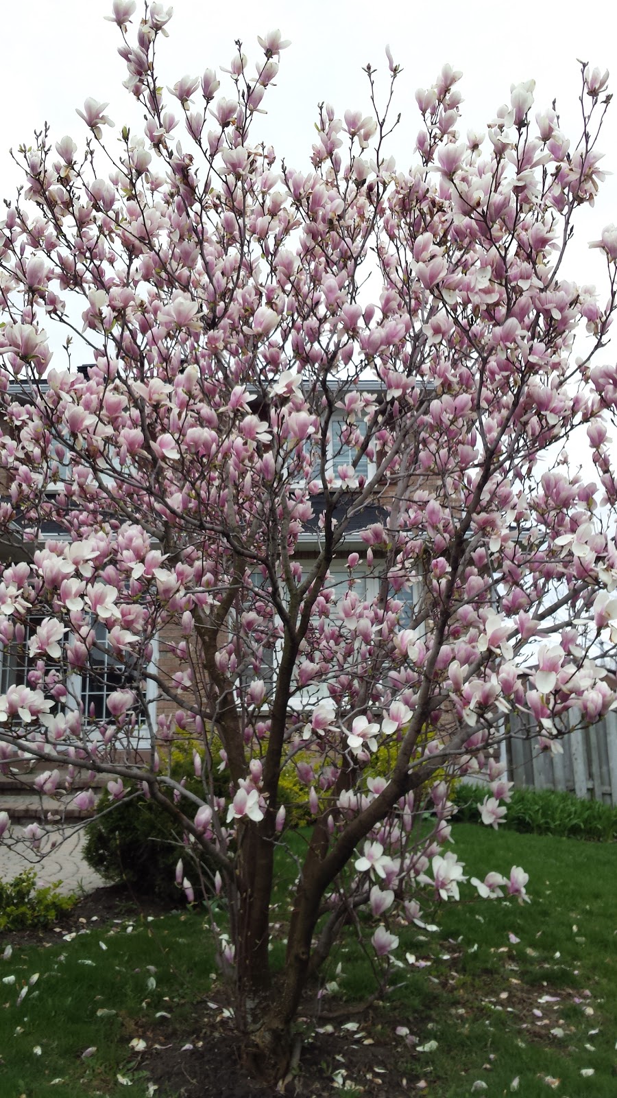 Aldergrove Park | Markham, ON L3R 7G8, Canada | Phone: (905) 415-7535