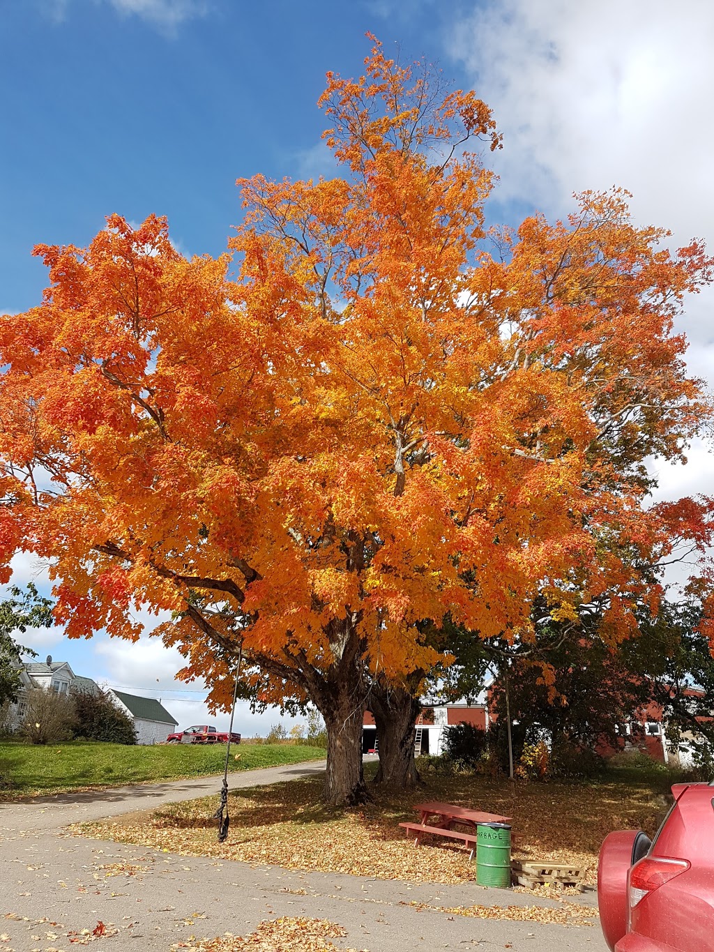 Foote Family Farm | 1972 Woodville Rd, Cambridge, NS B0P 1G0, Canada | Phone: (902) 678-4371