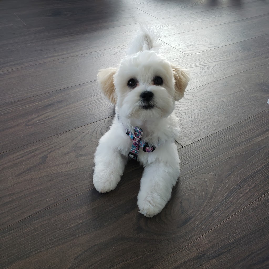 Cute Puppy Grooming Salon | 4498 Southwood St, Burnaby, BC V5J 2G6, Canada | Phone: (778) 878-7788
