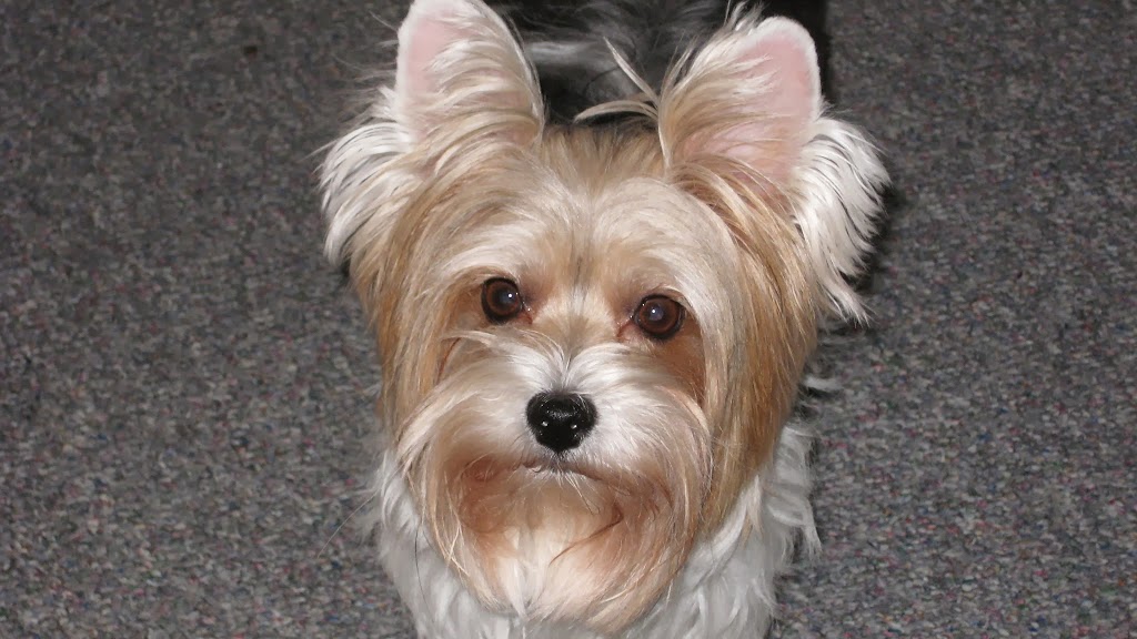 Queensway West Animal Hospital | 60 Colchester Square, Kanata, ON K2K 2Z9, Canada | Phone: (613) 271-8387