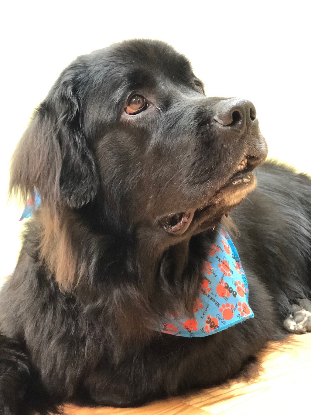 Toilettage canin Au Poil Fou | 1248 Chem. du Fleuve, Les Cèdres, QC J7T 1C3, Canada | Phone: (514) 515-3923