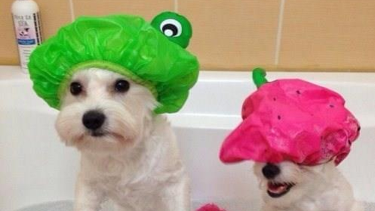 UR FUREVER GROOM | 130 Queen St E Unit #5, Brampton, ON L6V 1B1, Canada | Phone: (289) 544-6804