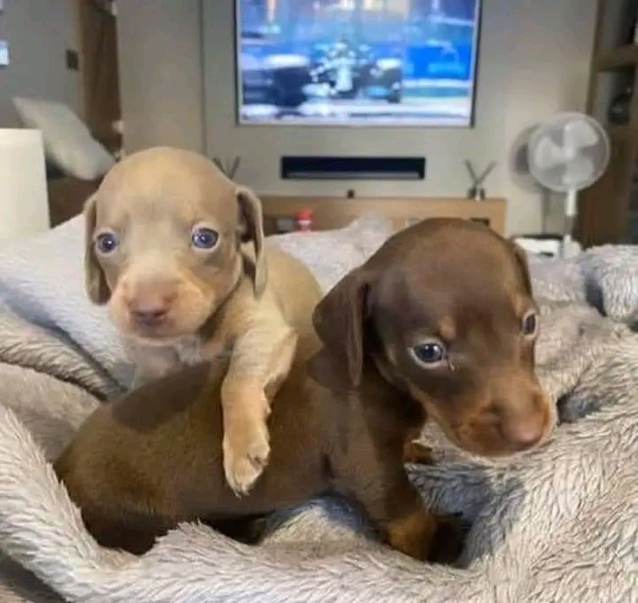 Maria Dachund Puppy Forhome | 5513 Elcho Rd, Wellandport, ON L0R 2J0, Canada | Phone: (416) 242-4378