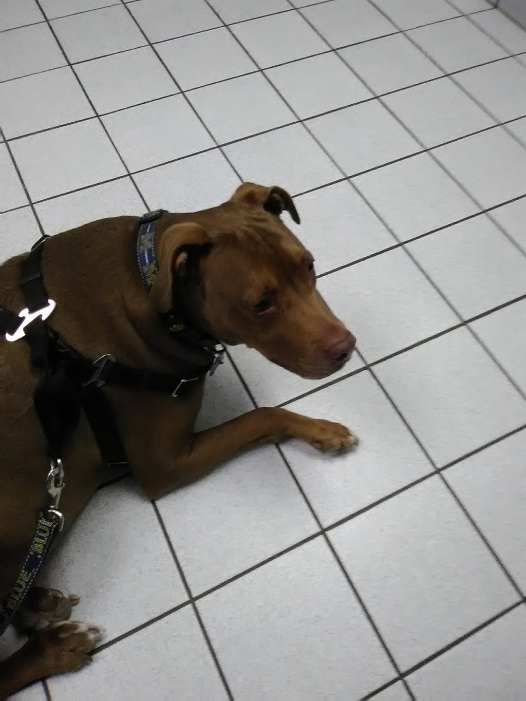 Yale Veterinary Hospital | 10930 Yale Rd, Brockway, MI 48097, USA | Phone: (810) 387-4370