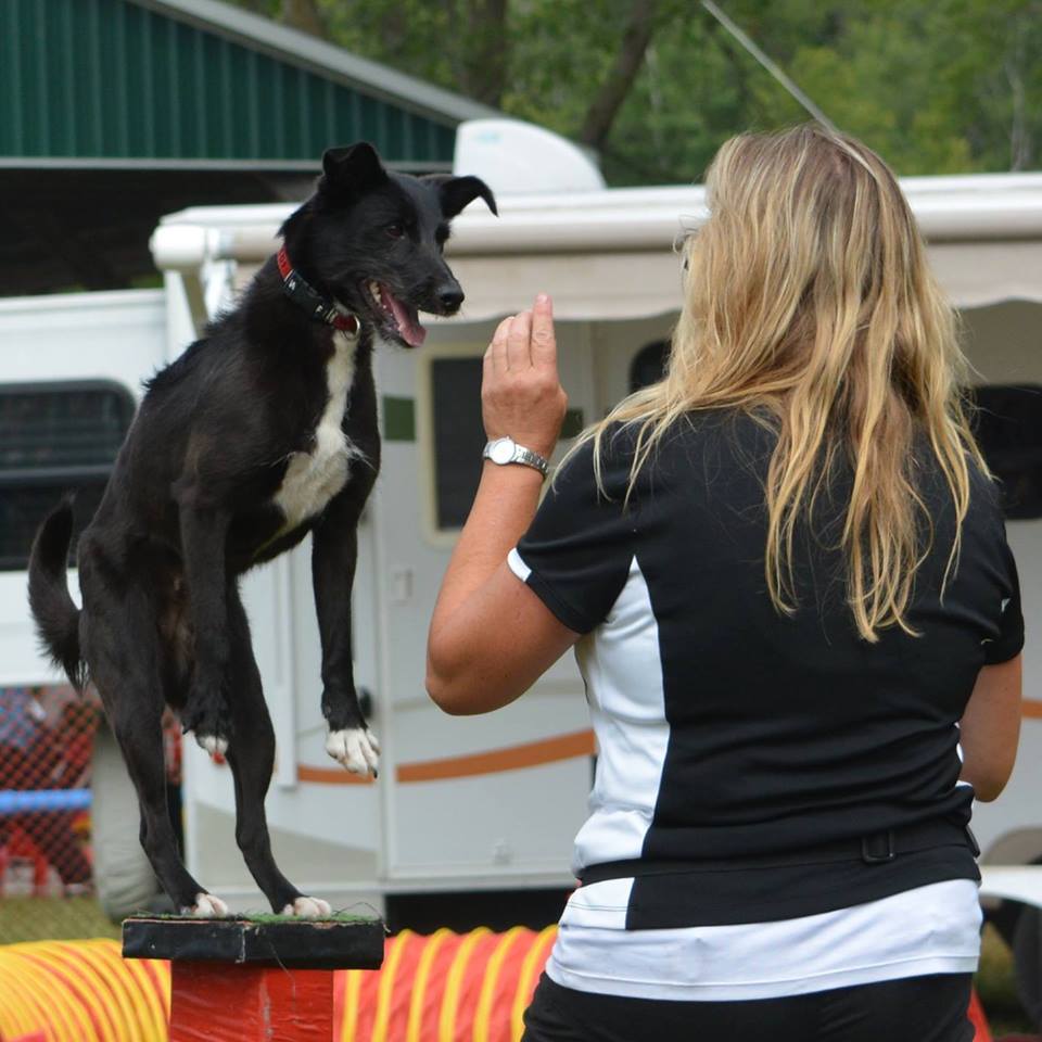 The Ruff House Kennel | 4160 10th Side Rd RR#4, Cookstown, ON L0L 1L0, Canada | Phone: (416) 886-3418