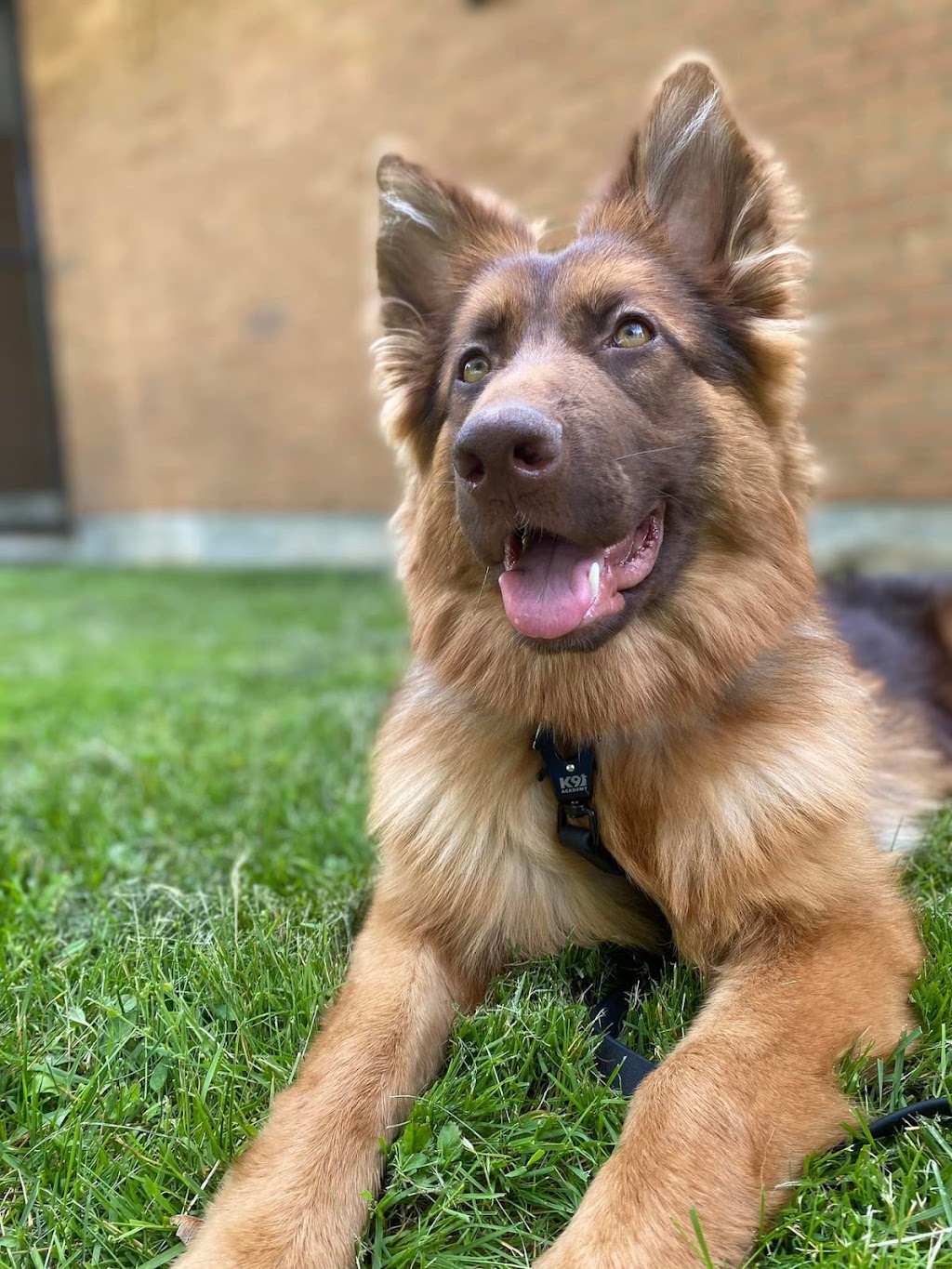 Fire River German Shepherds | Route 116 Upper, Rexton, NB E4W 3C5, Canada | Phone: (506) 899-2350
