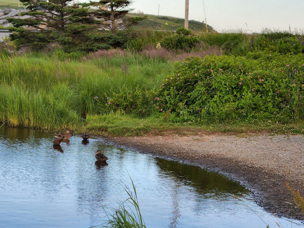 By The Bay Kayak Rentals | 1296 Cow Bay Rd, Cow Bay, NS B3G 1L4, Canada | Phone: (902) 221-4598