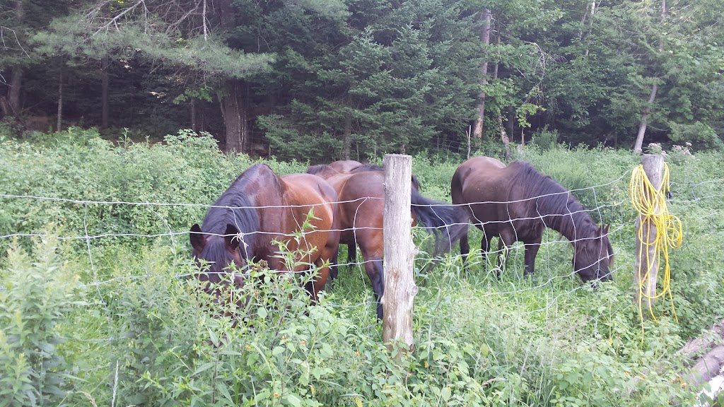 Le Ptit Vallon | 1299 Chem. du Village, Morin-Heights, QC J0R 1H0, Canada | Phone: (450) 602-2383
