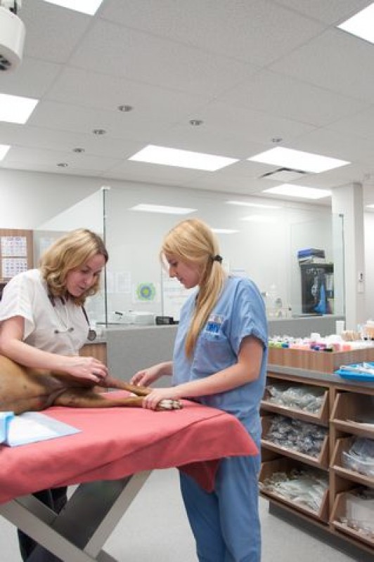 Vétérinaire Urgence 24/7 CENTREDMVET DMV Rive-Nord Blainville | 20 Bd des Châteaux Suite 110, Blainville, QC J7B 1Z8, Canada | Phone: (514) 633-8888