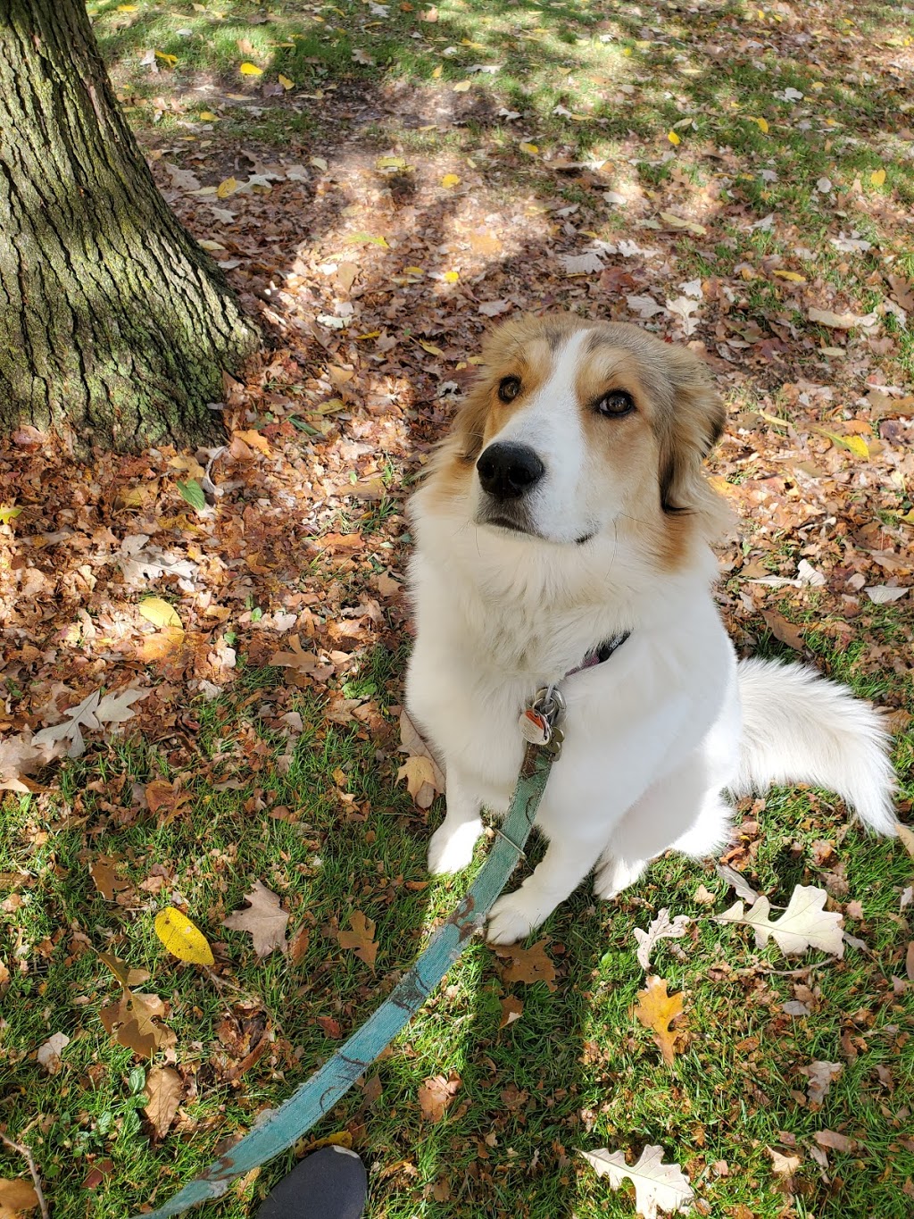 Wagzone Dog Walking & Pet Visits | 58 Graydon Dr, Mount Elgin, ON N0J 1N0, Canada | Phone: (519) 820-5359