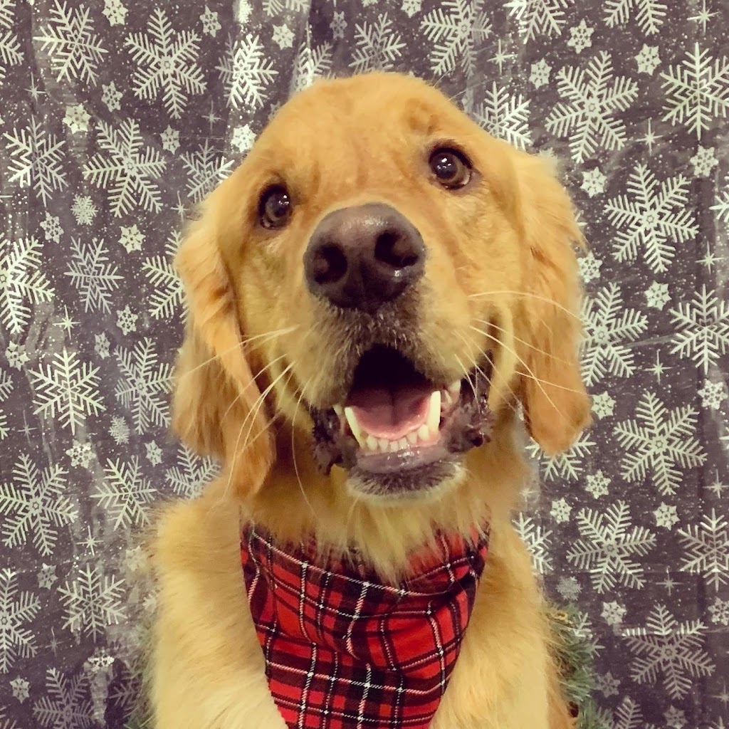 Fetch Haus Pet Grooming Salon and Specialty Store | 3433 50 Ave, Red Deer, AB T4N 3Y3, Canada | Phone: (403) 346-9063