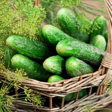 Vishenkas Heirloom Vegetables Inc. | Unnamed Road, De Winton, AB T0L 0X0, Canada | Phone: (403) 850-2077