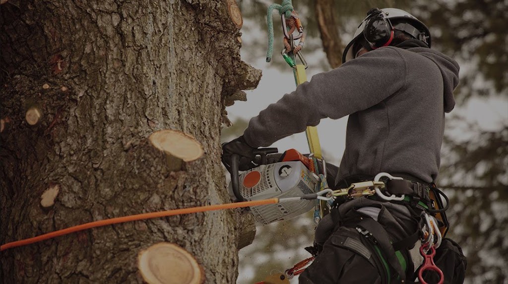 Apex Tree Surgeons - Tree Services Orillia | 4 Cheslock Cres, Orillia, ON L0K 2G0, Canada | Phone: (705) 955-7424