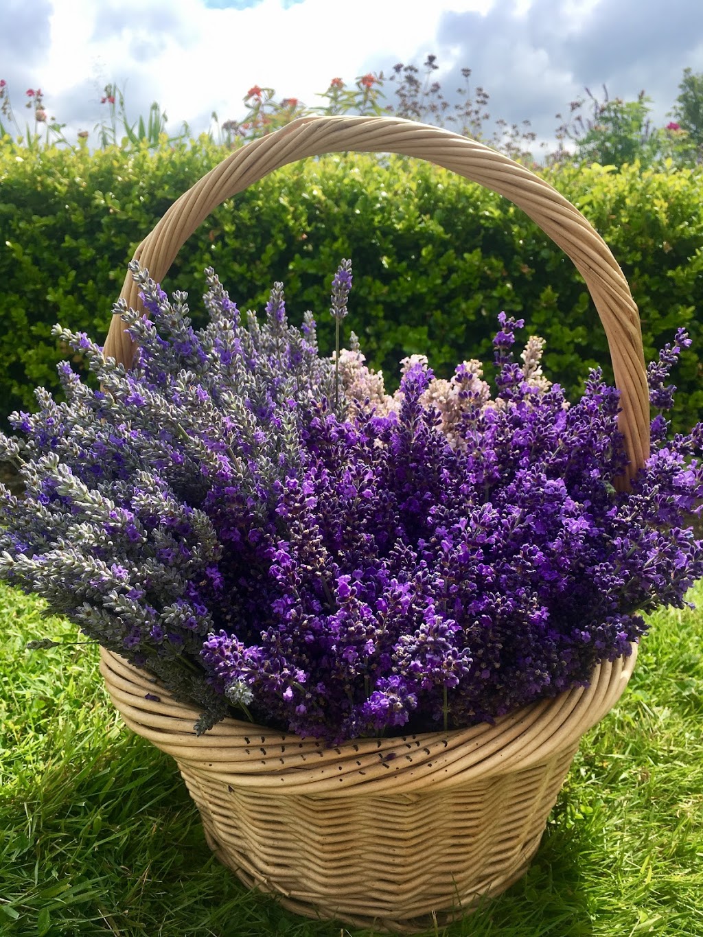 Full Bloom Lavender Farm | 2926 248 St, Langley City, BC V4W 2R2, Canada | Phone: (778) 955-5871