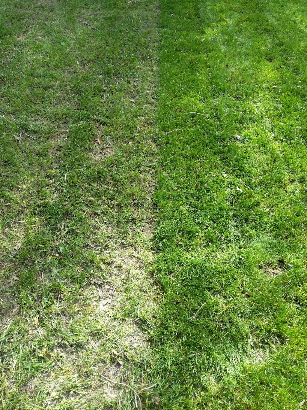 Shellview Sod Farms Ltd | Box 94, Shellbrook, SK S0J 2E0, Canada | Phone: (866) 399-3935