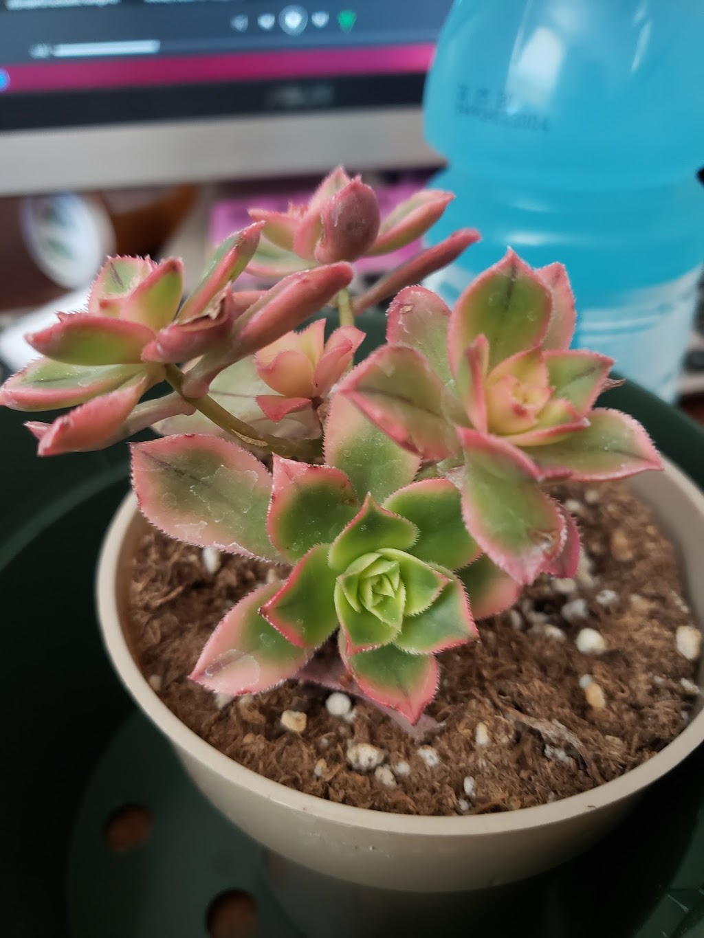 Creekside Nursery & Garden Centre | 683 Woodcrest Rd, Thunder Bay, ON P7G 1J2, Canada | Phone: (807) 767-6900