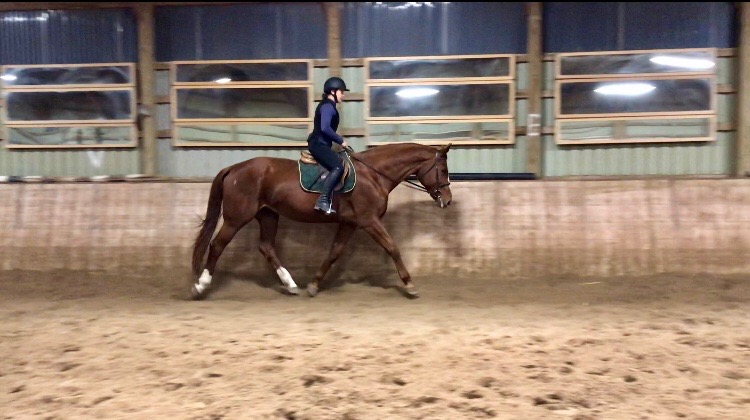 Kings Meadow Equestrian Centre | Middletown Rd, Hamilton, ON N0B 2J0, Canada | Phone: (905) 520-9040