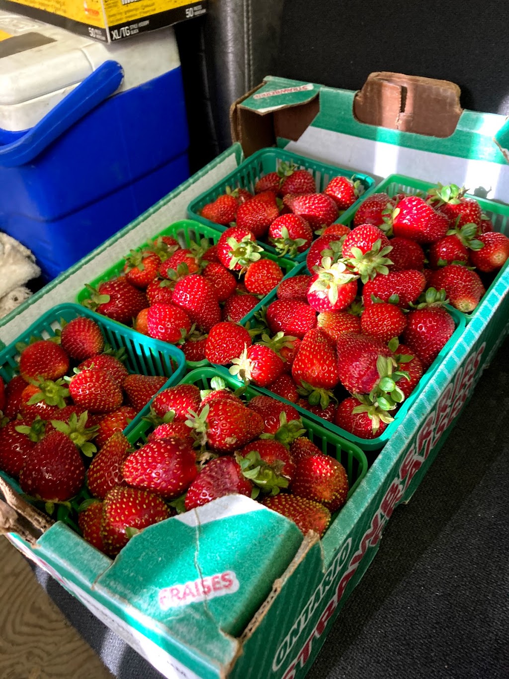 Berryhill Farm | 7657 Egremont Rd, Watford, ON N0M 2S0, Canada | Phone: (519) 849-6573