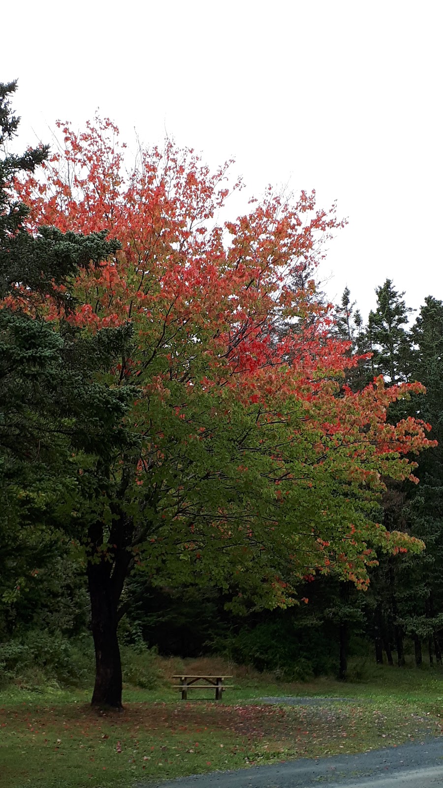 Rissers campground Playground & showers/dish station | 5496 NS-331, Petite Rivière Bridge, NS B4V 5Y9, Canada | Phone: (902) 688-2034
