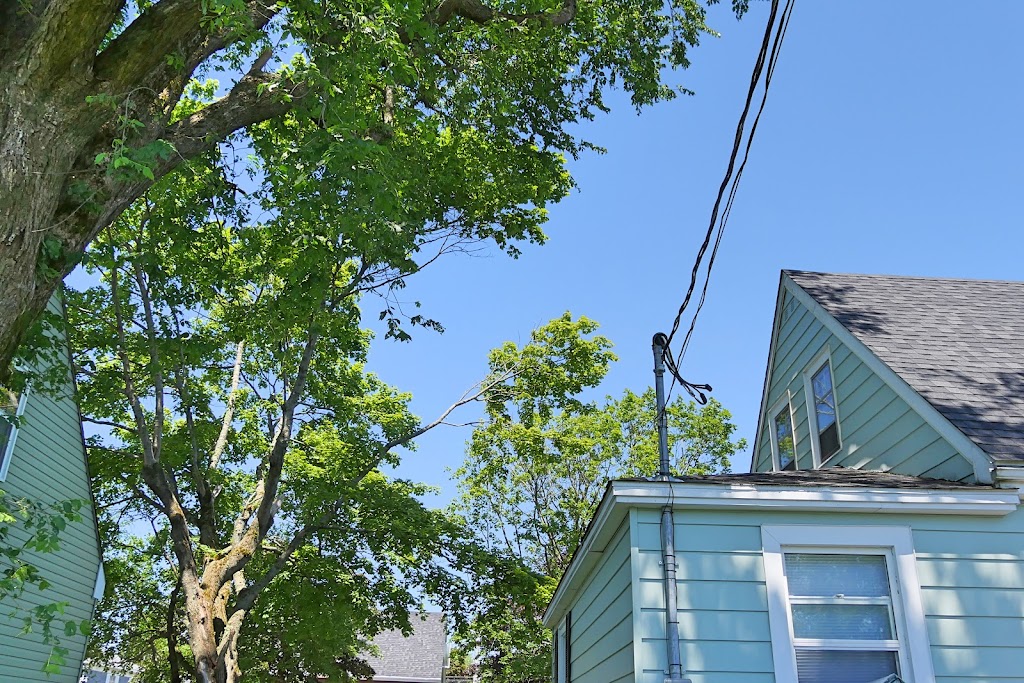 Sullys Tree Trimming | Rothesay, NB E2H 1G5, Canada | Phone: (506) 608-9394