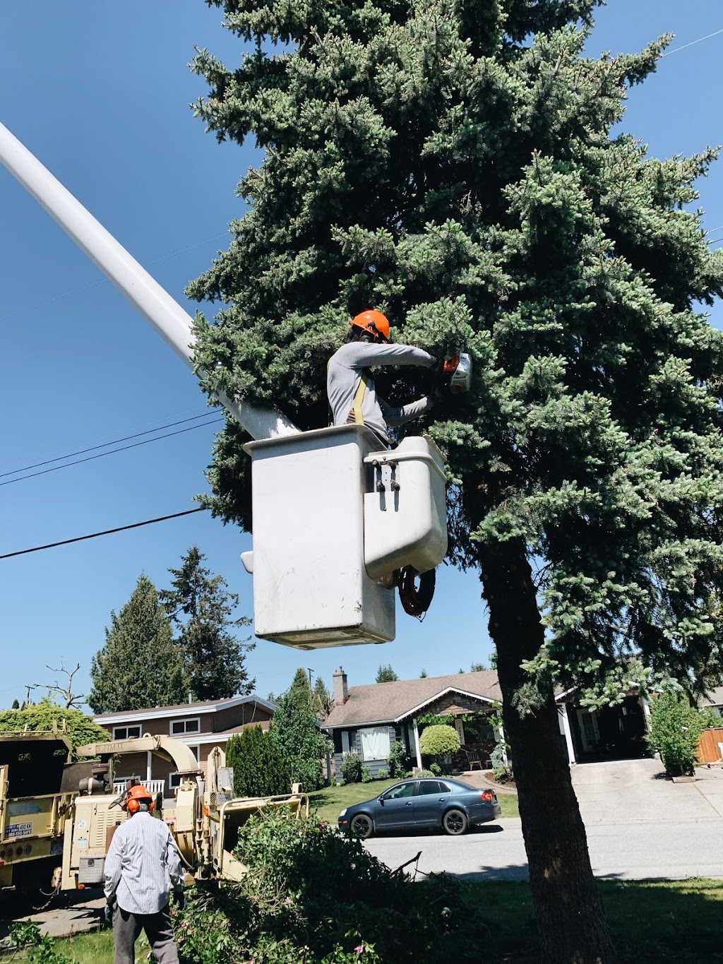 Diamond Tree Service | 5390 Beharrell Rd, Abbotsford, BC V3G 1P8, Canada | Phone: (604) 832-2317