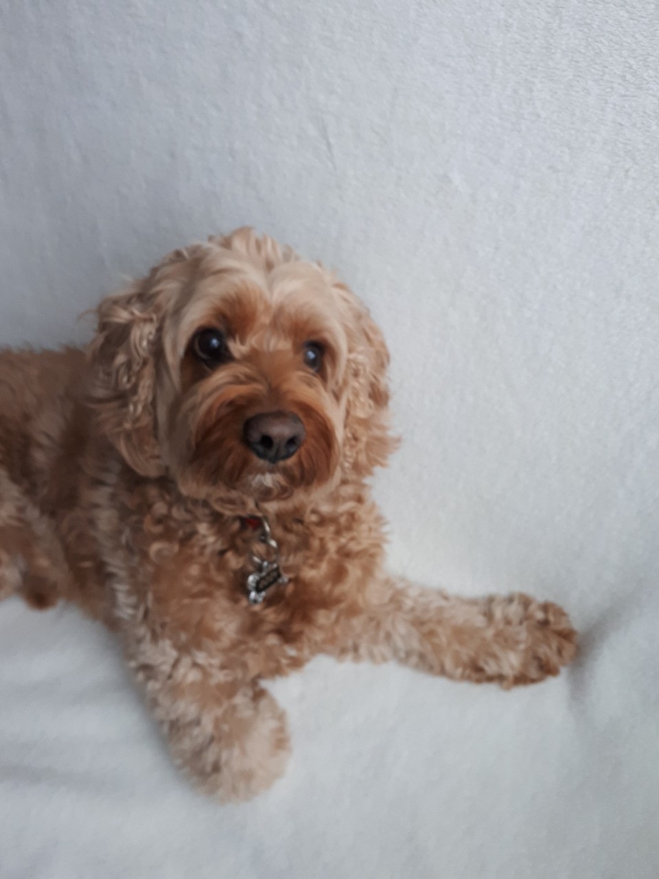 Doggie Den | 286 Huron Rd, Sebringville, ON N0K 1X0, Canada | Phone: (519) 274-3968