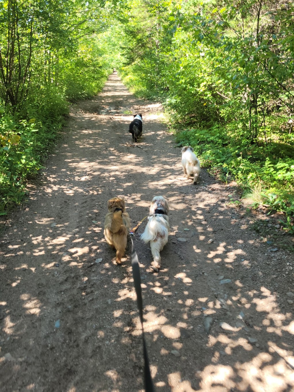 Muddy Paws Adventures, Nova Scotia | 820 McKay Rd, McKay Section, NS B0N 2A0, Canada | Phone: (902) 440-4872