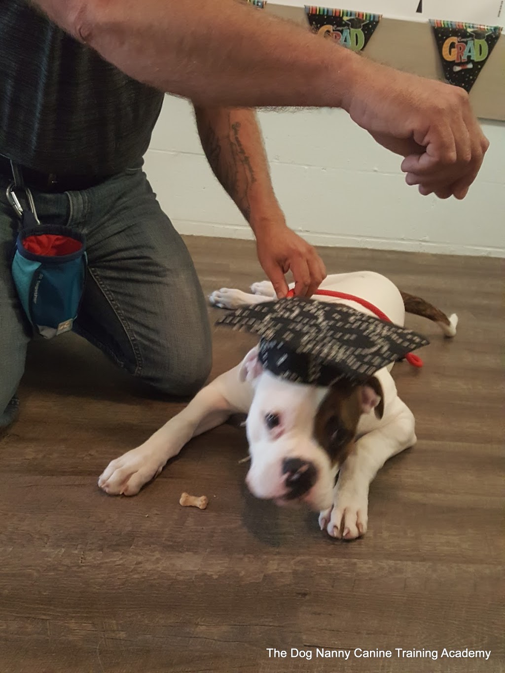 The Dog Nanny Canine Training Academy | 1963 Innisfil Beach Rd, Innisfil, ON L9S 4B4, Canada | Phone: (705) 436-4158