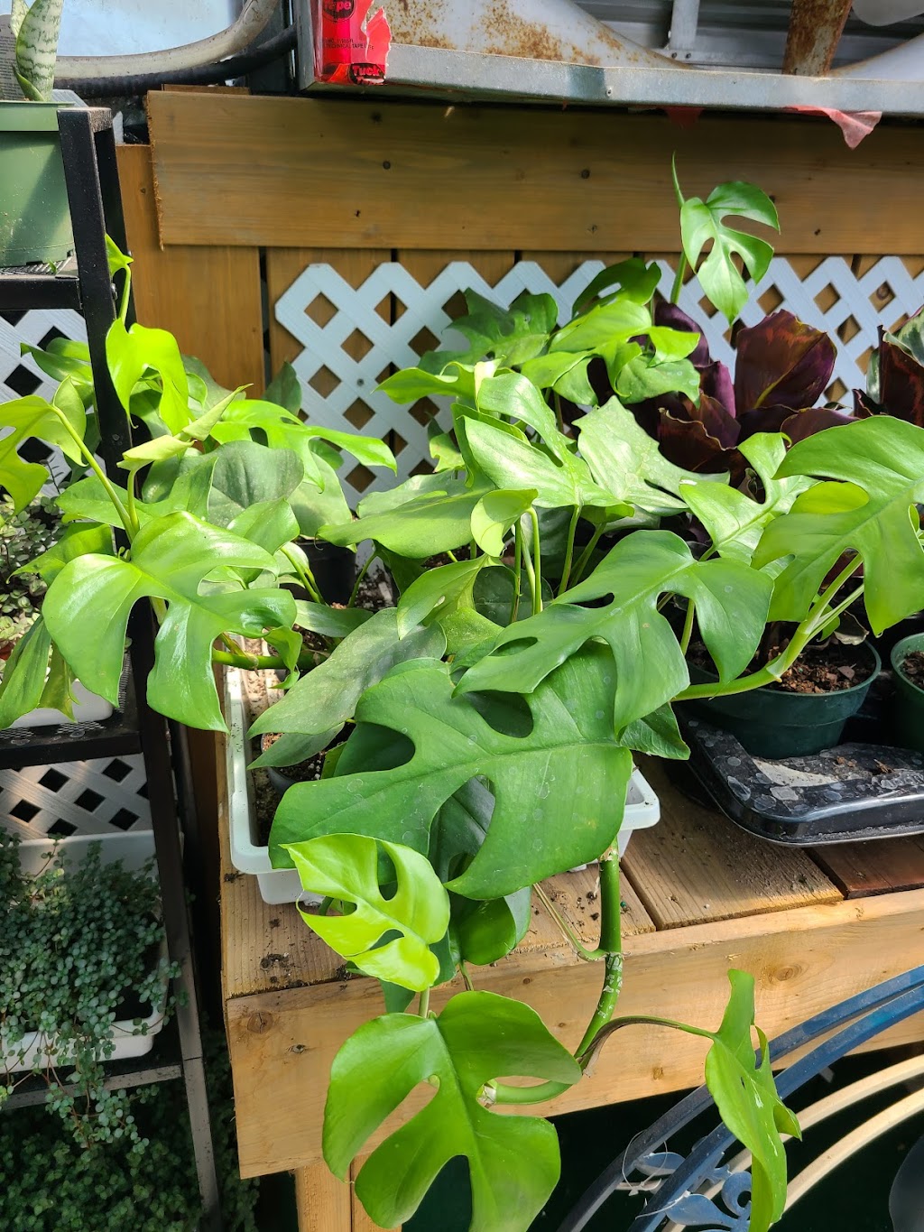 Country Home Gardens | 200 Forest Lea Rd, Pembroke, ON K8A 6W6, Canada | Phone: (613) 732-1139