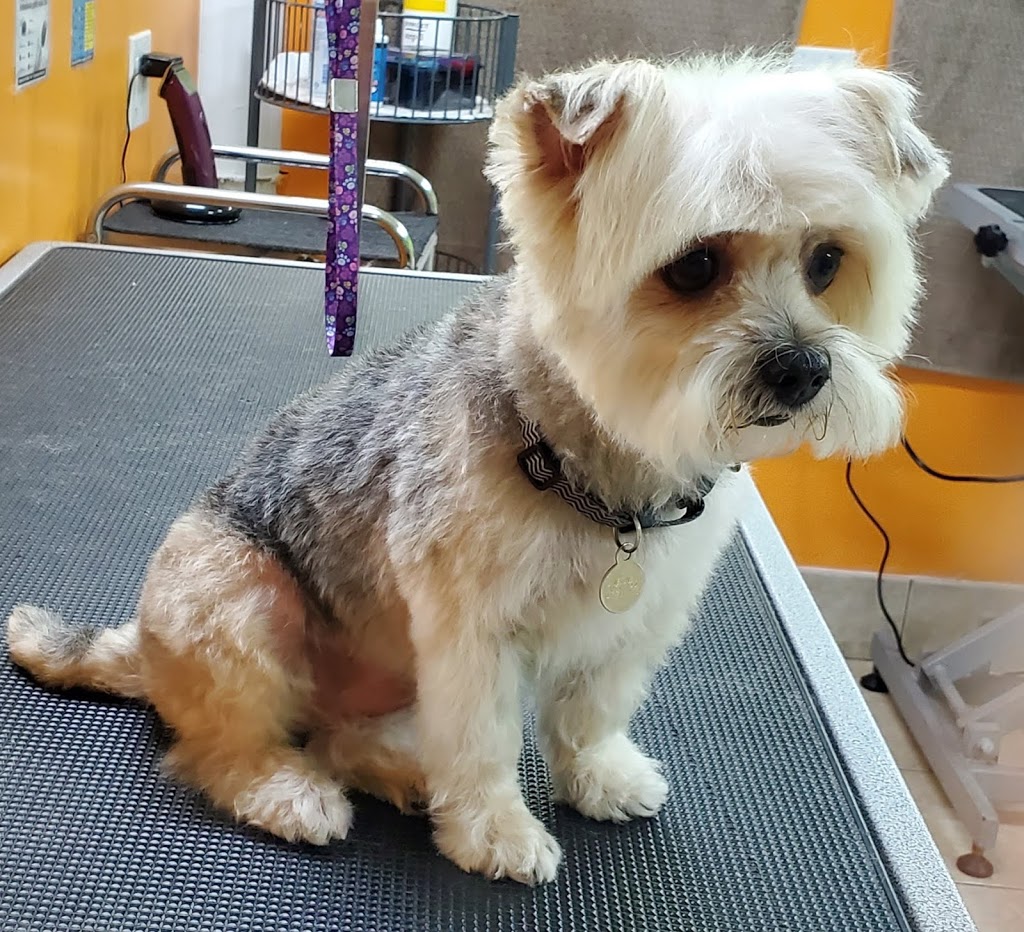 Pet Solutions Canada | 3350 Dufferin St, North York, ON M6A 3A4, Canada | Phone: (416) 787-3200