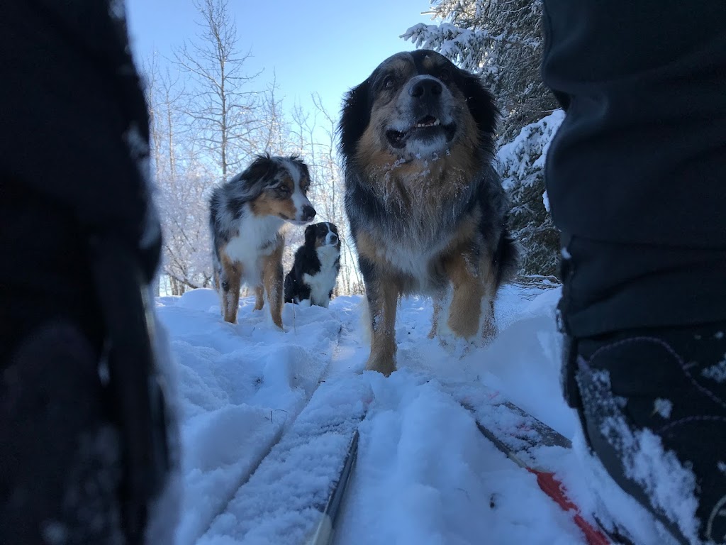 Ram River Tours - Ram Rides | AB-734, Nordegg, AB T0M 2H0, Canada | Phone: (403) 844-0408