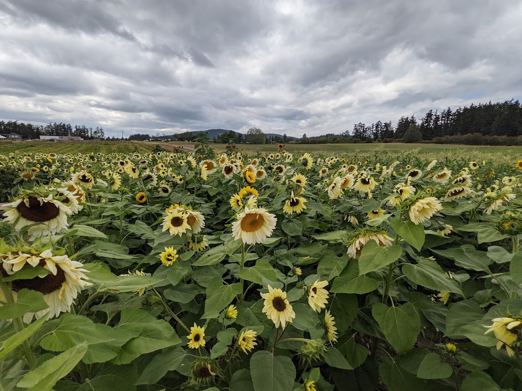 Saanichton Corn Maze | 7979 Central Saanich Rd, Saanichton, BC V8M 1T7, Canada | Phone: (778) 628-0788