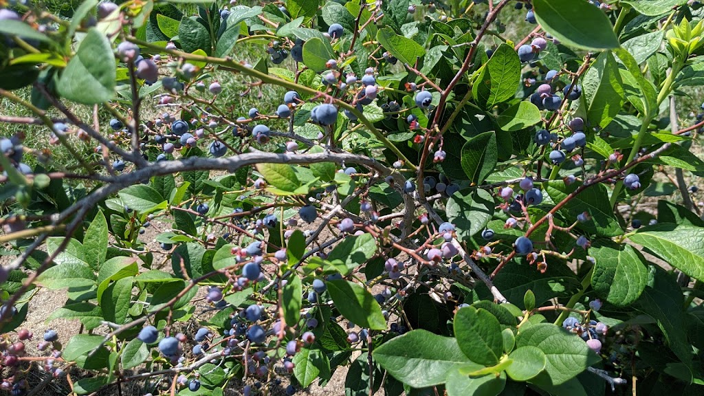 The Blueberry Patch | 2984 County Rd 8, Prince Edward, ON K0K 2T0, Canada | Phone: (613) 476-1309