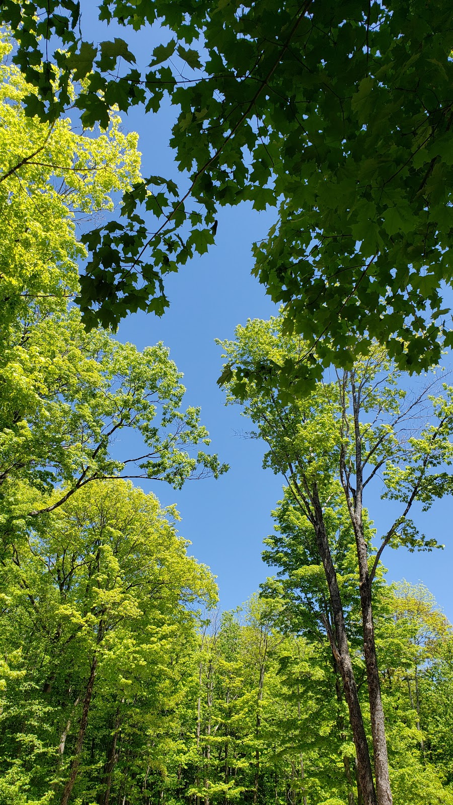 Doe Lake Campground Rizzort | 882 Ferguson Rd, Katrine, ON P0A 1L0, Canada | Phone: (705) 382-2740