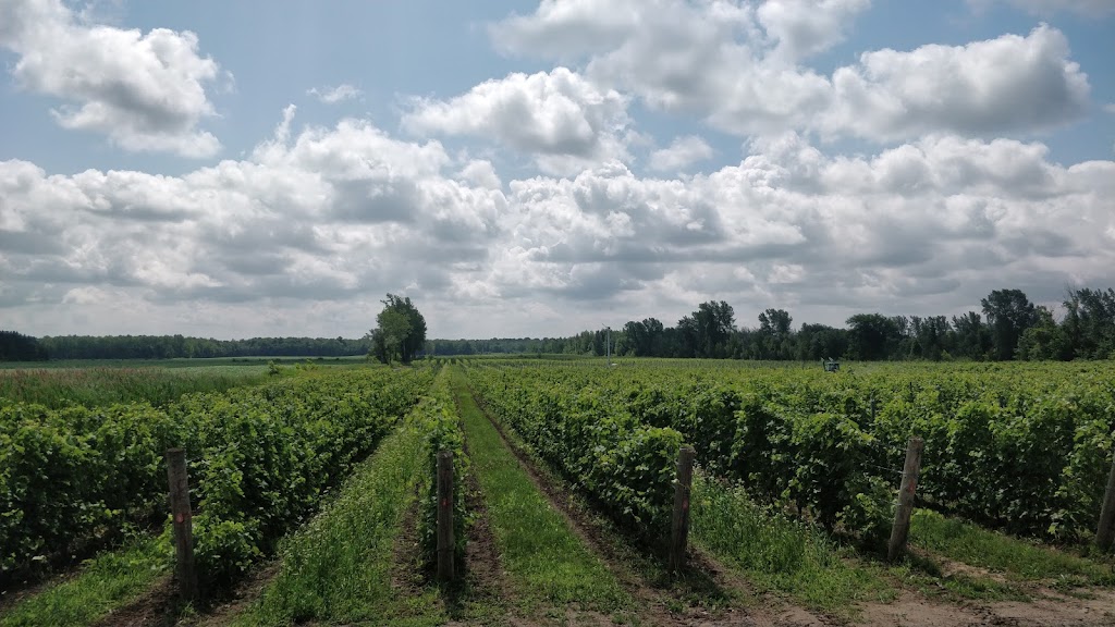 Le Vignoble Du Domaine St-Jacques | 615 Bd Édouard Vii, Saint-Jacques-le-Mineur, QC J0J 1Z0, Canada | Phone: (450) 346-1620