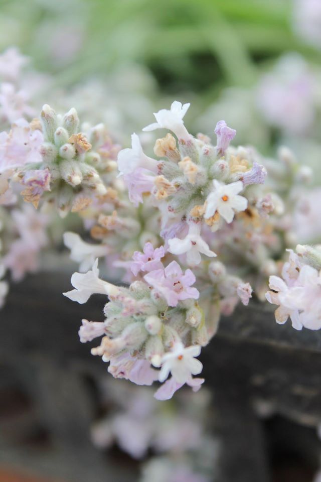 Lavender-Blu | 2375 Bank Rd, Seagrave, ON L0C 1G0, Canada | Phone: (905) 922-6983