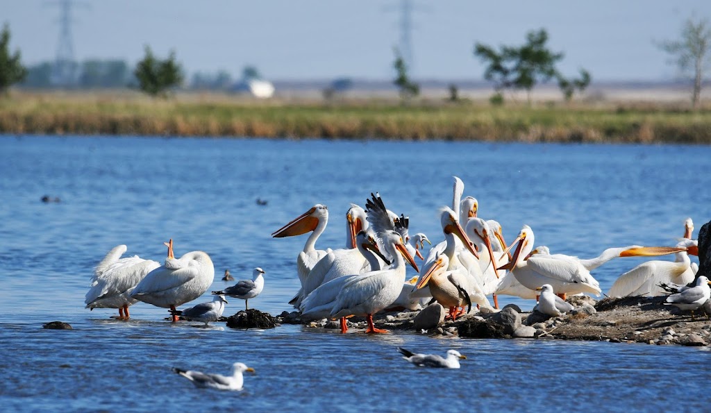 Frank Lake - Ducks Unlimited Conservation Site | Township Rd 190, Blackie, AB T0L 0J0, Canada | Phone: (403) 465-3310